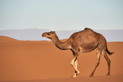 Camel