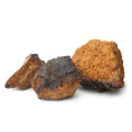 Wild Chaga Mushroom Powder Extract Mushrooms Wild Foods   