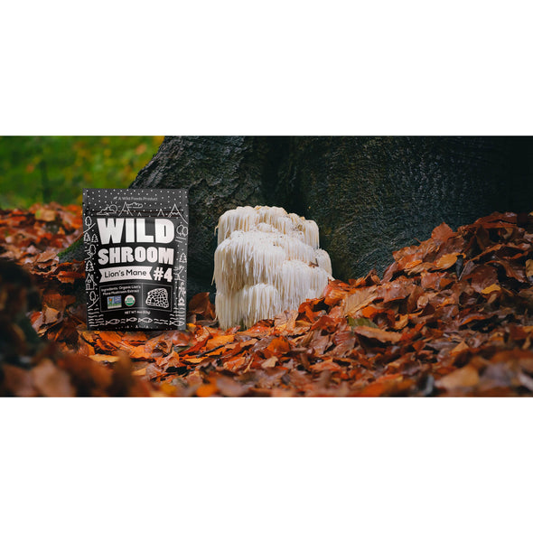 Shroom #4 Lion's Mane Mushroom Extract Case of 12 Wholesale Wild Foods   