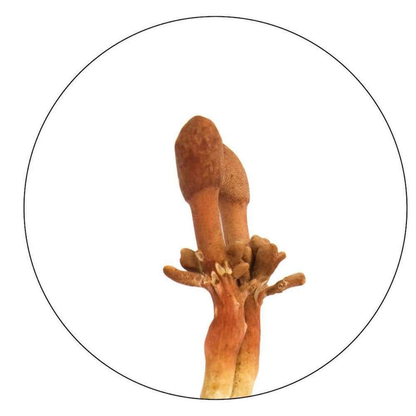 Wild Cordyceps Mushroom Extract 10:1 Wholesale Case of 10 Wholesale Wild Foods   